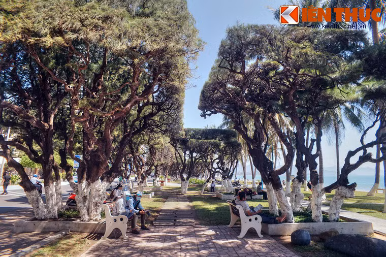 Nghỉ chân dưới bóng mát của hàng phi lao, đắm chìm trong không gian khoáng đạt của biển trời Nha Trang, du khách sẽ có cảm giác thư thái tột bậc.