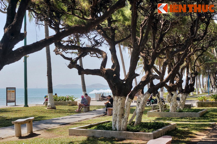 Ngày nay, phi lao không phải là loài cây hiếm gặp, nhưng chỉ ở Nha Trang mới có hàng phi lao cổ thụ đẹp đến vậy.