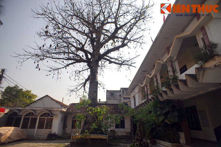 Theo các nghiên cứu quốc tế, cây bao báp có chiều cao trung bình khoảng 25m, đường kính gốc có thể đạt từ 7 - 11m, cá biệt có cây đạt tới 50m.