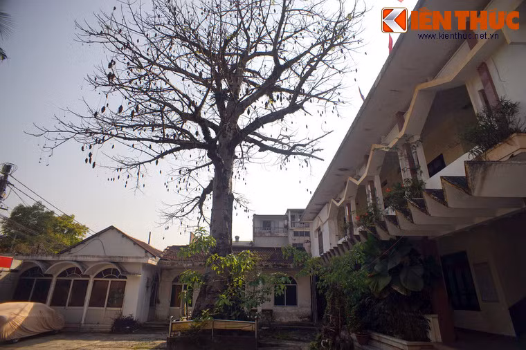 Theo các nghiên cứu quốc tế, cây bao báp có chiều cao trung bình khoảng 25m, đường kính gốc có thể đạt từ 7 - 11m, cá biệt có cây đạt tới 50m.