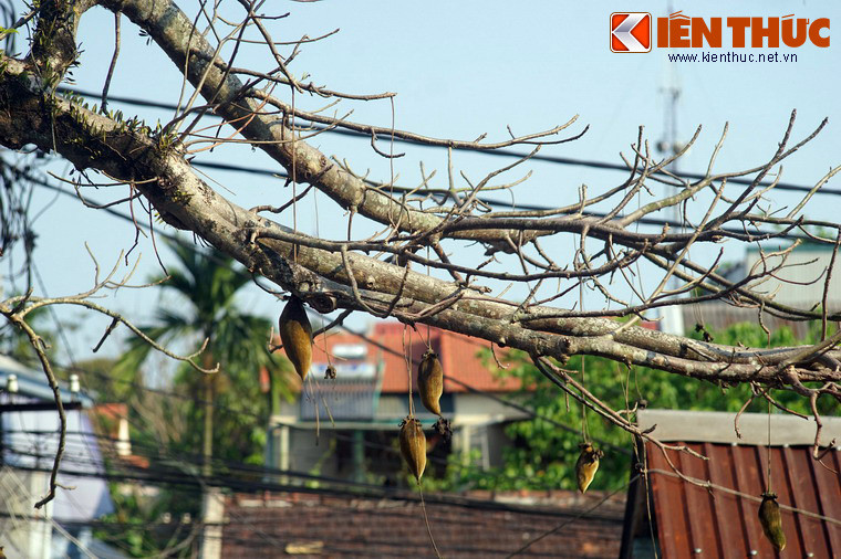 Trong văn hóa châu Phi, cây bao báp gắn liền với đời sống vật chất lẫn tinh thần của người dân bản địa, là biểu tượng cho sự sinh tồn mạnh mẽ ở lục địa đen.