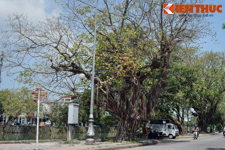 Những cây còn lại vẫn đứng trầm ngâm trong vai trò chứng nhân, vừa lưu giữ các câu chuyện của quá khứ, vừa tiếp tục chứng kiến sự chuyển mình của thành phố Huế trong tương lai...