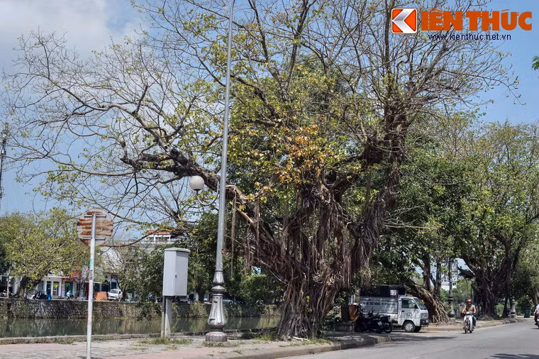 Những cây còn lại vẫn đứng trầm ngâm trong vai trò chứng nhân, vừa lưu giữ các câu chuyện của quá khứ, vừa tiếp tục chứng kiến sự chuyển mình của thành phố Huế trong tương lai...