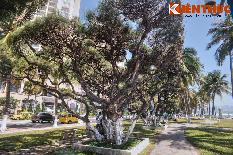 Sự hện diện của hàng phi lao cổ thụ tạo nên một nét đặc trưng, tôn thêm vẻ đẹp cho cảnh quan của con đường ven biển Nha Trang.