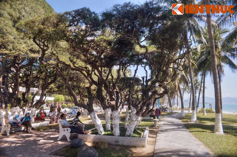 Nghỉ chân dưới bóng mát của hàng phi lao, đắm chìm trong không gian khoáng đạt của biển trời Nha Trang, du khách sẽ có cảm giác thư thái tột bậc.