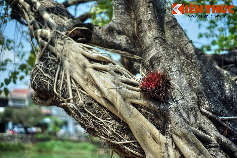 Hàng cây này cũng là nơi lưu giữ những nét văn hóa tâm linh đặc sắc của người dân xứ Huế.