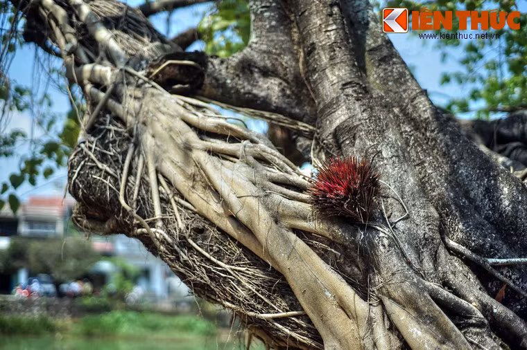 Hàng cây này cũng là nơi lưu giữ những nét văn hóa tâm linh đặc sắc của người dân xứ Huế.