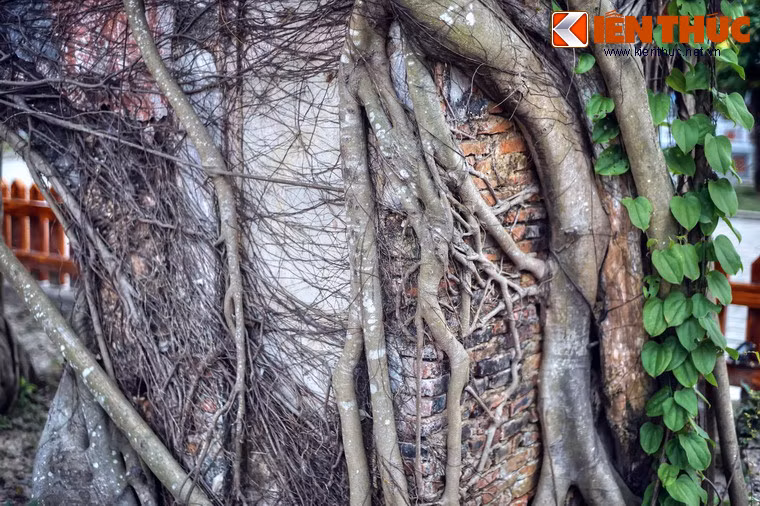 Theo thời gian, rễ cây bám chặt và len lỏi vào mọi ngóc ngách của cánh cổng.