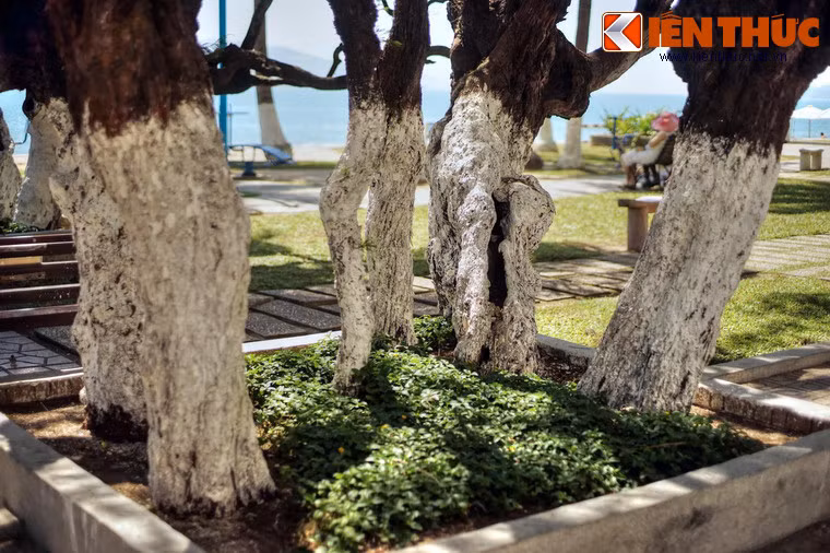 Dù là một loài cây bản địa, phi lao chỉ bắt đầu được trồng rộng rãi ở Việt Nam từ cuối thế kỷ 19 theo quy hoạch của người Pháp.