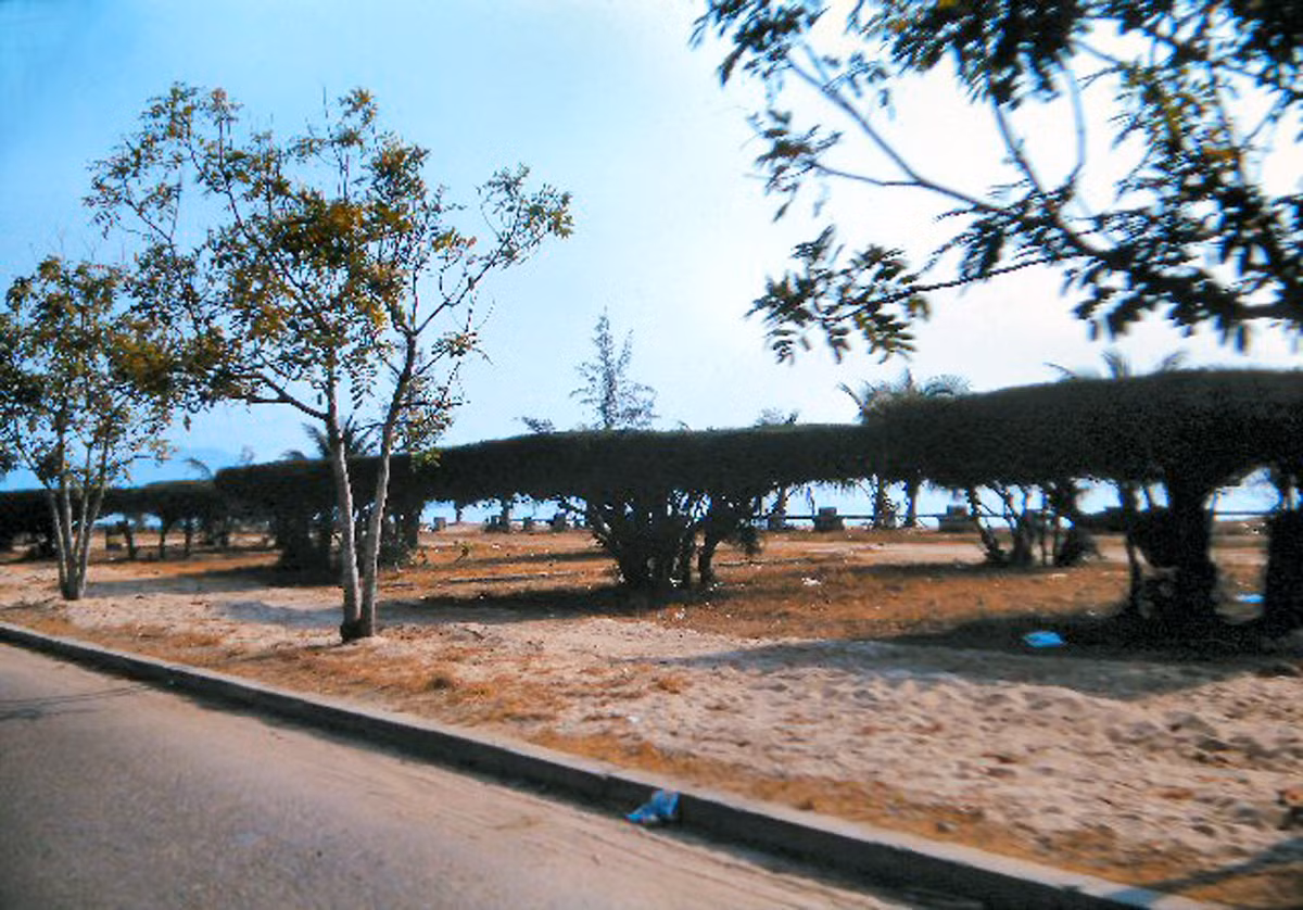 Hàng phi lao bên đại lộ Duy Tân, ngày nay đã trở thành những cây phi lao cổ thụ. Ảnh: 459thsignal.org.