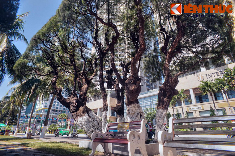 Những cây phi lao lâu đời nhất có tuổi đã ngót nghét gần trăm năm.