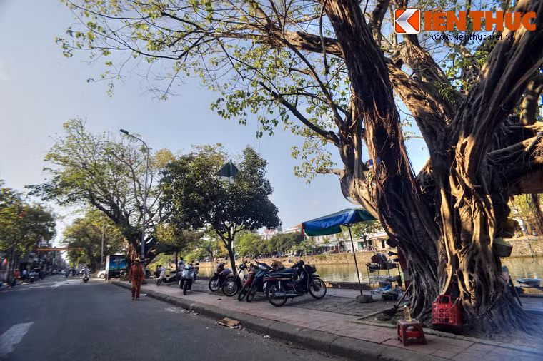 Sau nhiều thăng trầm của lịch sử, đã có không ít cây cổ thụ bên dòng sông này biến mất bởi sự tàn phá của chiến tranh và thiên tai.