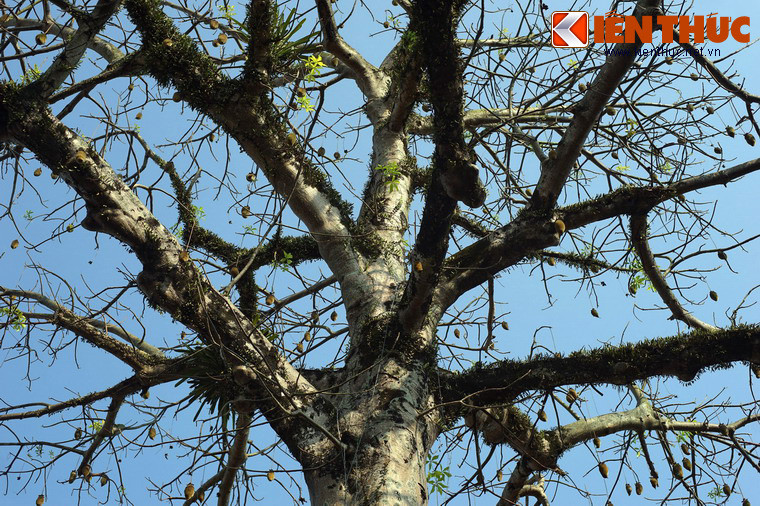 Từ cây bao báp này, các cán bộ của Trung tâm Công viên cây xanh Huế đã nhân giống thành công hàng trăm cây bao báp con và đưa đi trồng tại nhiều địa phương khác.