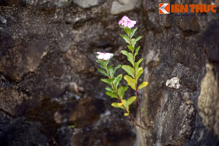 Đến năm 1996, di tích mộ và đền thờ Lương Văn Chánh đã được xếp hạng là di tích lịch sử cấp quốc gia của Việt Nam.