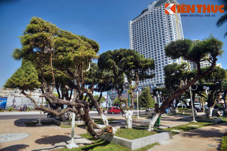Trong những năm vừa qua, tác động từ các công trình xây dựng ven bờ biển Nha Trang đã làm mất đi khá nhiều cây phi lao cổ.