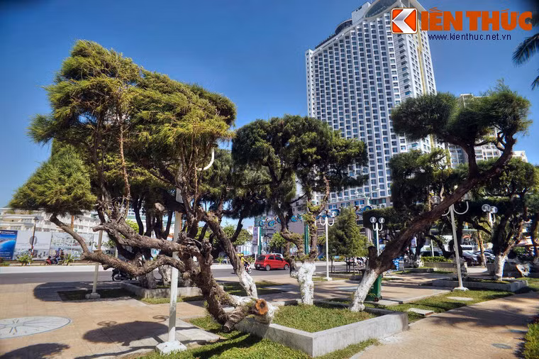 Trong những năm vừa qua, tác động từ các công trình xây dựng ven bờ biển Nha Trang đã làm mất đi khá nhiều cây phi lao cổ.