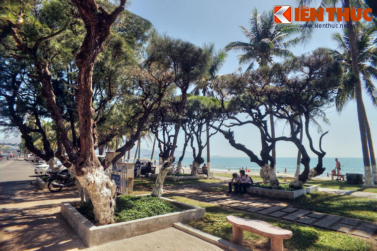 Cây phi lao, còn có các tên gọi khác như xi lau, dương liễu, là một loài cây có sức sống quật cường, có thể tồn tại trên những vùng đất cát rất nghèo dinh dưỡng.