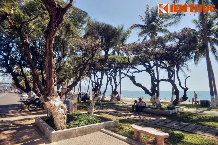 Cây phi lao, còn có các tên gọi khác như xi lau, dương liễu, là một loài cây có sức sống quật cường, có thể tồn tại trên những vùng đất cát rất nghèo dinh dưỡng.