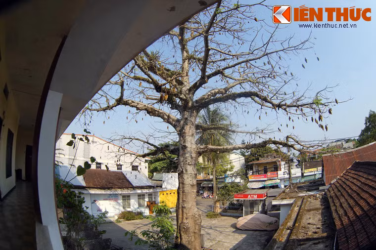 Trong điều kiện thời tiết, thổ nhưỡng khắc nghiệt của châu Phi, cây bao báp có sức sống hết sức mãnh liệt. Chúng vẫn có thể tiếp tục sinh trưởng và phát triển ngay cả khi bị đốn ngã.