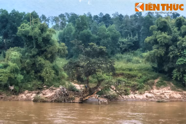 Ngay sau sự kiện lịch sử này, nhạc sĩ Văn Cao đã viết Trường ca Sông Lô. Đây là bản trường ca được nhiều người đánh giá là một đỉnh cao ghi dấu sự trưởng thành của nền tân nhạc non trẻ của Việt Nam (mời độc giả nghe bản trường ca này ở cuối bài).