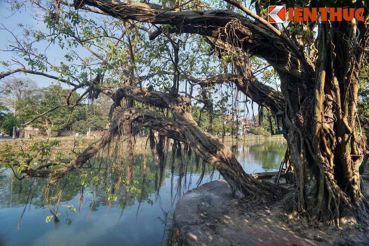 Cành cây gân guốc, uốn lượn muôn hình vẻ, ấn tượng như những tác phẩm nghệ thuật của tạo hóa.