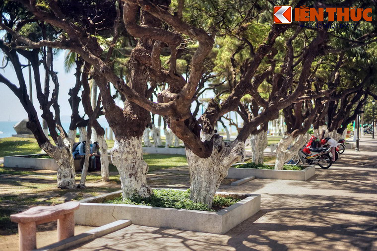 Việc bảo tồn hàng phi lao này cần phải được đặt ra như một nhu cầu cấp thiết vì đây chính là nét đặc sắc có một không hai trong diện mạo đô thị của Nha Trang.