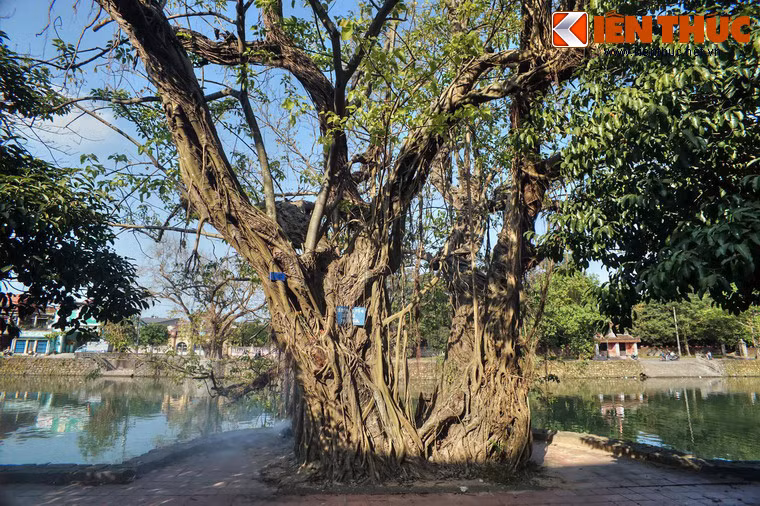 Nhiều cây có tuổi đời trên dưới một thế kỷ, vòng thân rất lớn, nhiều người ôm mới xuể.