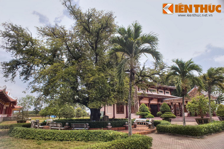 Đối diện với giếng nước qua sân trước đền là cây me cổ thụ, gốc có chu vi 3,9 mét, tán rộng đến 30 mét, cành lá rậm rạp. Cây do ông Hồ Phi Phúc trồng trong khuôn viên nhà mình cách đây hơn 200 năm.