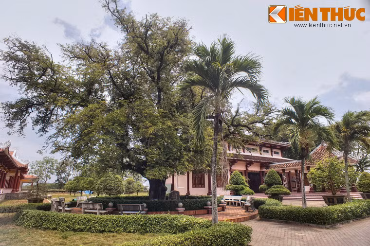 Đối diện với giếng nước qua sân trước đền là cây me cổ thụ, gốc có chu vi 3,9 mét, tán rộng đến 30 mét, cành lá rậm rạp. Cây do ông Hồ Phi Phúc trồng trong khuôn viên nhà mình cách đây hơn 200 năm.