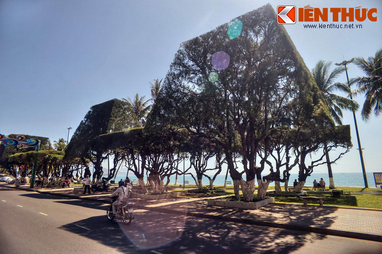 Trong những năm gần đây, tán cây của nhiều cây được các nghệ nhân cắt tỉa công tạo ra những hình thù thú vị như hình nón, hình tròn, hình kim tự tháp...