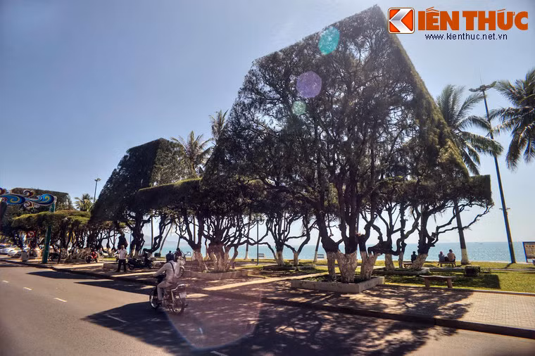 Trong những năm gần đây, tán cây của nhiều cây được các nghệ nhân cắt tỉa công tạo ra những hình thù thú vị như hình nón, hình tròn, hình kim tự tháp...