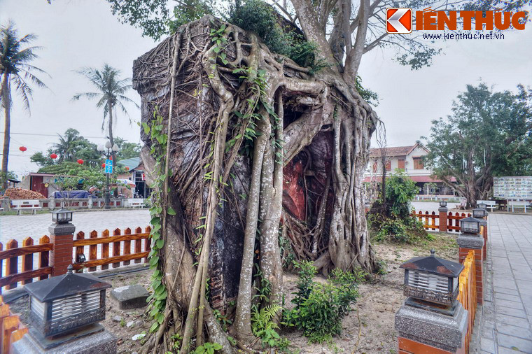 Theo lời người cao tuổi ở địa phương, cây si đã tồn tại trong nhiều thập niên, khi chùa Hoằng Phúc rơi vào tình trạng đổ nát do chiến tranh và thiên tai. Theo thời gian, rễ cây bám chặt và len lỏi vào mọi ngóc ngách của cánh cổng.