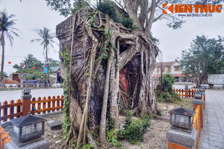 Theo lời người cao tuổi ở địa phương, cây si đã tồn tại trong nhiều thập niên, khi chùa Hoằng Phúc rơi vào tình trạng đổ nát do chiến tranh và thiên tai. Theo thời gian, rễ cây bám chặt và len lỏi vào mọi ngóc ngách của cánh cổng.