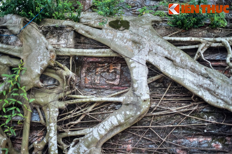 Qua những khe hở của rễ cây vẫn có thể nhận ra những đường nét kiến trúc cổ xưa của công trình. Theo sử sách, chùa Hoằng Phúc có lịch sử hình thành từ năm 1301.