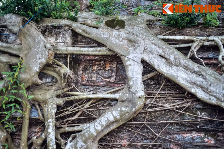 Qua những khe hở của rễ cây vẫn có thể nhận ra những đường nét kiến trúc cổ xưa của công trình. Theo sử sách, chùa Hoằng Phúc có lịch sử hình thành từ năm 1301.