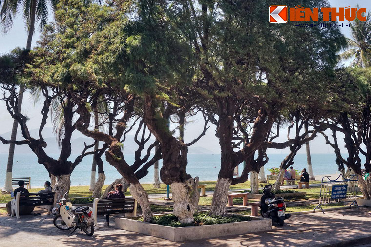 Đáng tiếc rằng, hàng phi lao lâu đời phải đối diện với thách thức từ quá trình đô thị hóa ở thành phố.