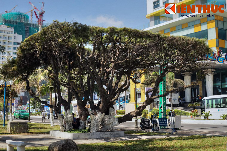 Phi lao được trồng đầu tiên ở bờ biển vùng phá Tam Giang (Thừa Thiên - Huế), sau đó được nhân rộng tại khắp các vùng ven biển, đưa cả vào các đô thị lớn của Việt Nam.