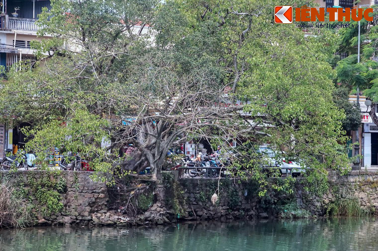 Khung cảnh thơ mộng của sông Đông Ba càng tôn thêm vẻ đẹp thời gian của hàng cây cổ thụ.