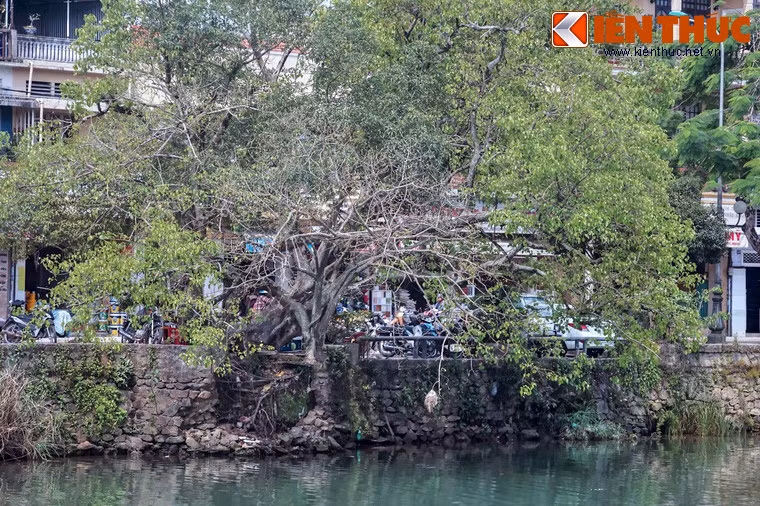 Khung cảnh thơ mộng của sông Đông Ba càng tôn thêm vẻ đẹp thời gian của hàng cây cổ thụ.