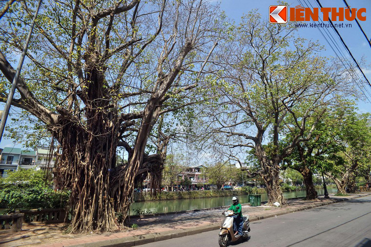 Các cây cổ thụ ở đây đa dạng về kích cỡ và chủng loại, nhiều nhất là cây bồ đề, kế đến là cây đa, cây si...