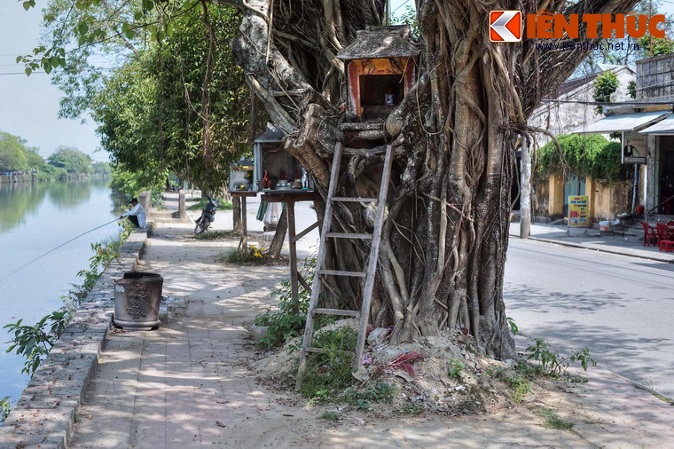 Từ quan niệm dân gian coi cây cổ thụ là nơi cư ngụ của thần và vong linh người đã khuất, nhiều cây ở nơi đây được lập bàn thờ, có người hương khói thường xuyên.