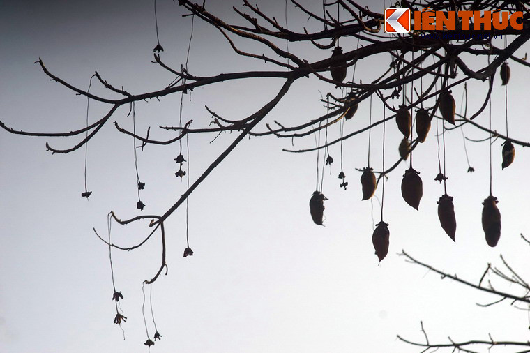 Bột từ quả bao báp khô được dùng để trộn với cháo yến mạch hoặc hòa với nước thành một thức uống giải khát rất ngon. Ngoài ra, hỗn hợp nước và bột quả này còn được dùng để điều trị căn bệnh sốt rét.