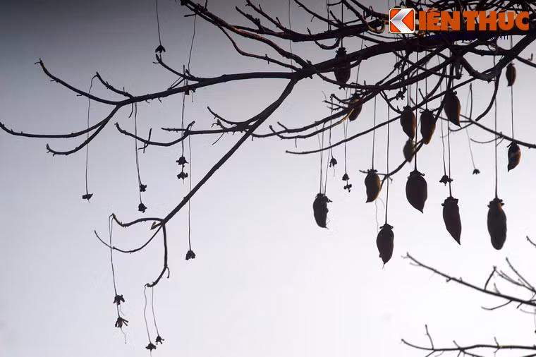 Bột từ quả bao báp khô được dùng để trộn với cháo yến mạch hoặc hòa với nước thành một thức uống giải khát rất ngon. Ngoài ra, hỗn hợp nước và bột quả này còn được dùng để điều trị căn bệnh sốt rét.