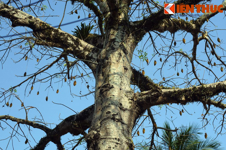 Cụ thể, vỏ cây được đập giập, ngâm dùng làm dây thừng, lưới đánh cá, sợi để dệt quần áo và làm giấy... Lá tươi được dùng để nấu súp như rau, còn lá khô được dùng như một loại gia vị.