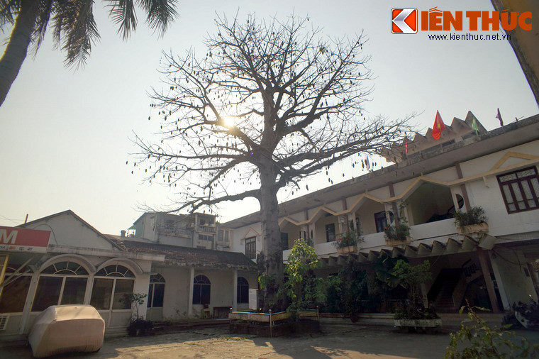 Đó là cây bao báp nằm trong khuôn viên nhà khách Điện Biên 2 trên đường Mai Thúc Loan, TP Huế.