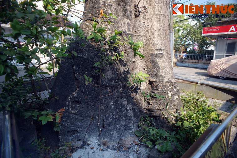 Tuổi đời của loài cây này lên tới hàng ngàn năm, nhưng tốc độ phát triển rất chậm, phải mất một thế kỷ để đạt được chu vi gần 5 mét.