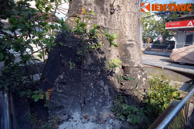 Tuổi đời của loài cây này lên tới hàng ngàn năm, nhưng tốc độ phát triển rất chậm, phải mất một thế kỷ để đạt được chu vi gần 5 mét.