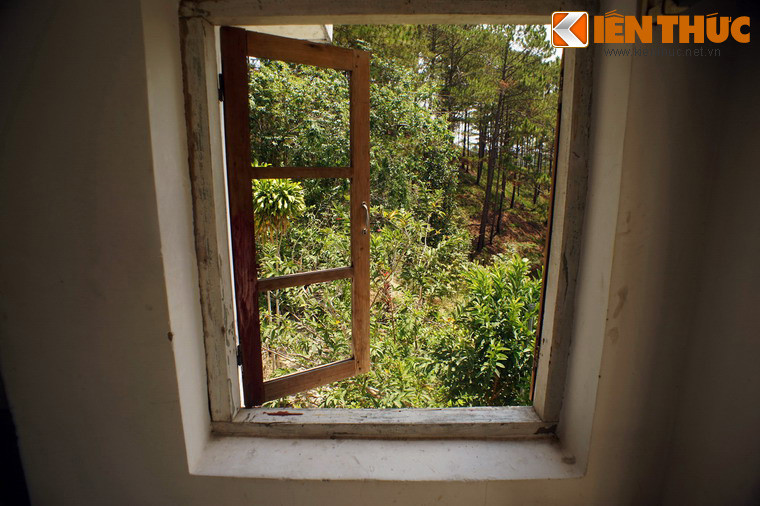 Bao quanh biệt thự là khu rừng thông tĩnh mịch.