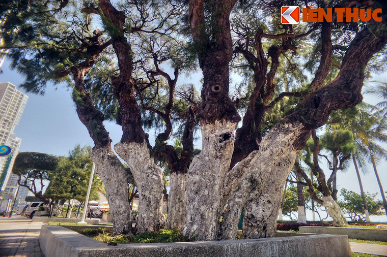 Một số hình ảnh khác về phi lao cổ thụ ở Nha Trang.