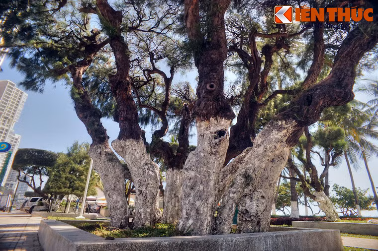 Một số hình ảnh khác về phi lao cổ thụ ở Nha Trang.